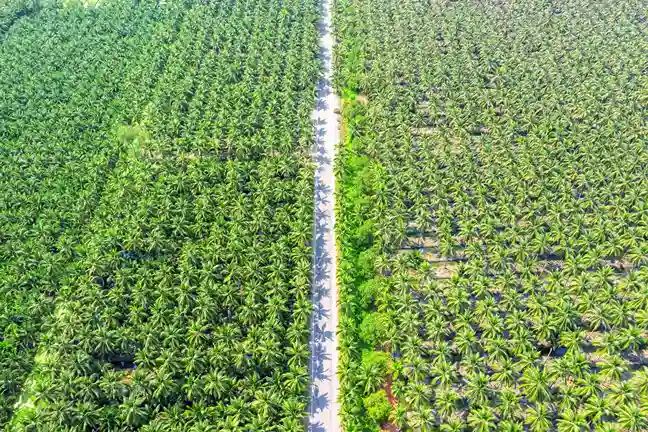 aerial view coconut palm trees plantation road 1 11zon