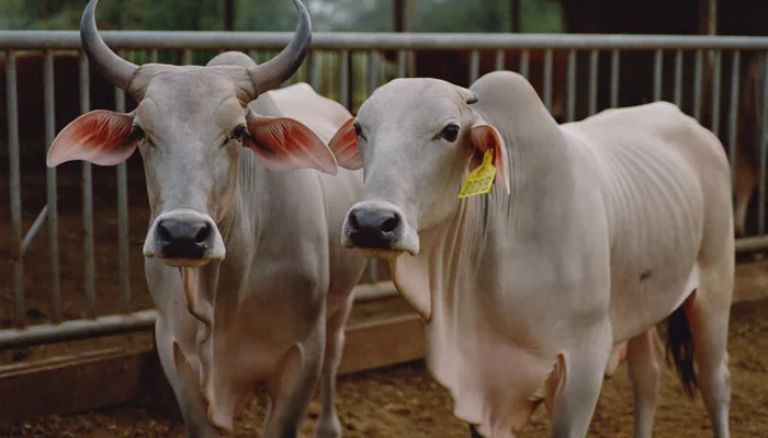 Beef Cattle — Palm Kernel Expeller application