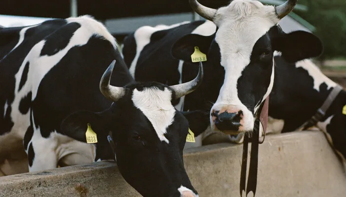 Dairy Cattle — Palm Kernel Expeller application
