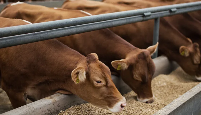 Feedlot Finishing — Palm Kernel Expeller application