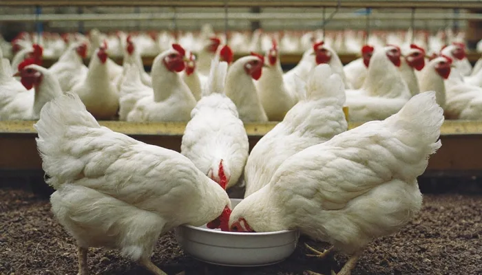 Poultry — Palm Kernel Expeller application