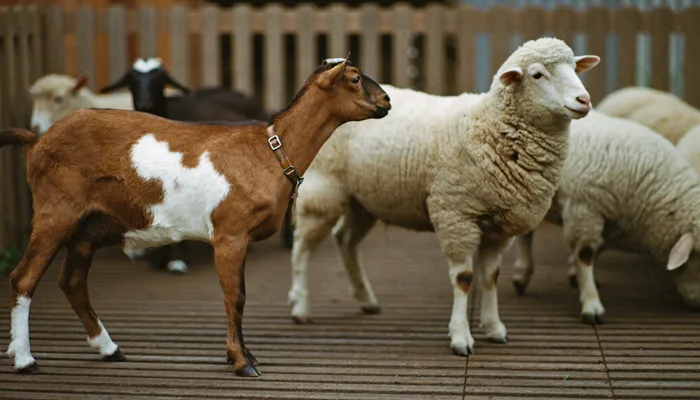 Sheep & Goat — Palm Kernel Expeller application